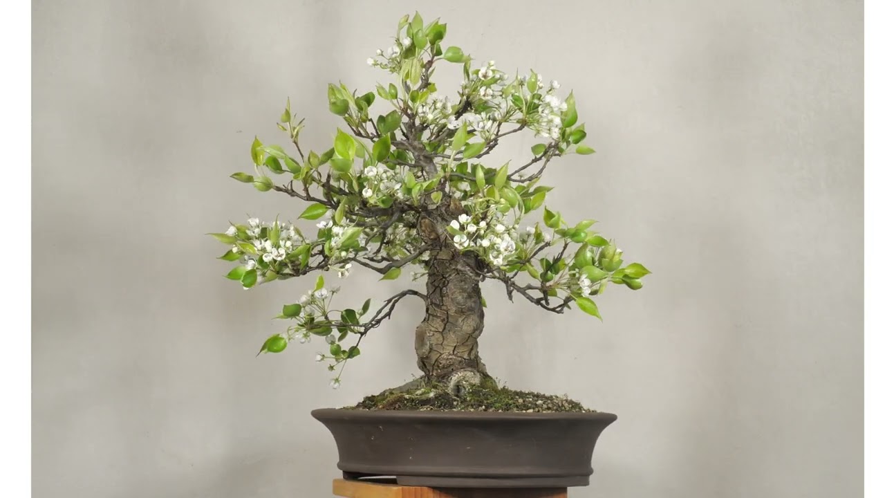 Nashi Birne _0 - www.bonsai-fachforum.de