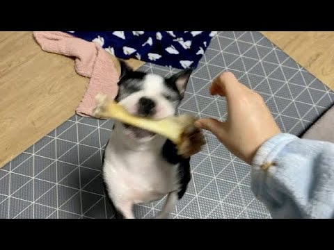 강아지 간식을 몰래 숨겼을때 반응