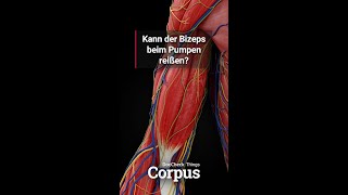 Corpus StudyBuddy: Bizepssehnenriss