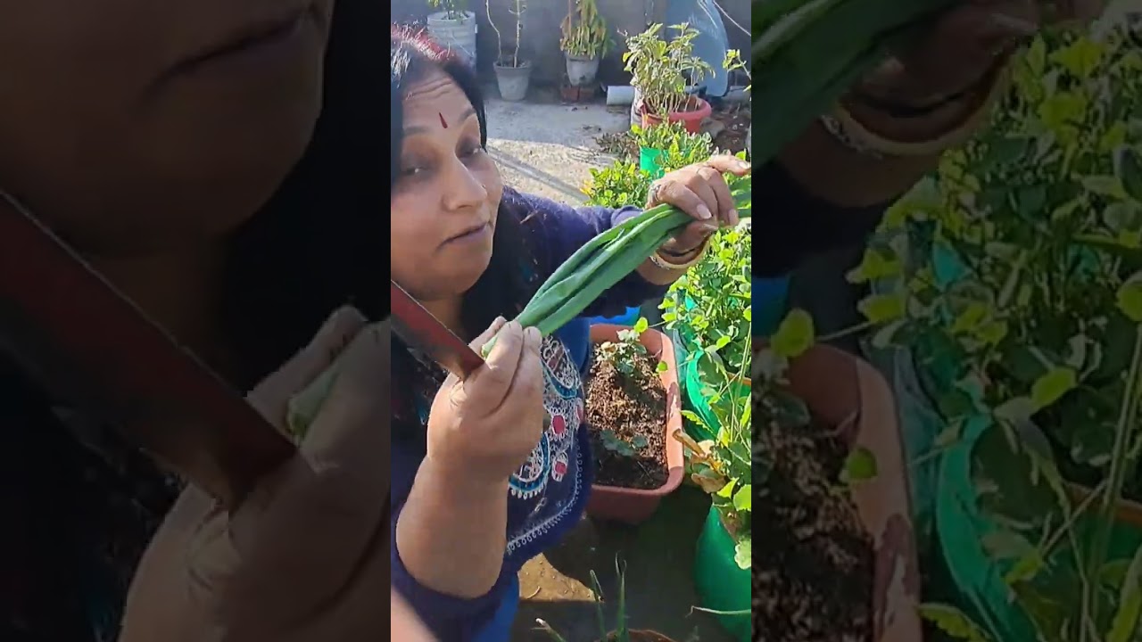 rooftop Onion plants (Allium cepa) 