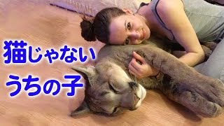 (ENG sub)A Furry Addition to the Family: A Puma Born at a Zoo, Now a Big Pussycat.