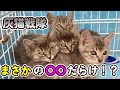 【まさかの！？】保護したばかりの灰猫戦隊が実は。。。