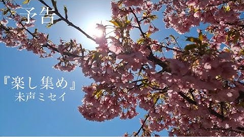 🚨予告　🌸オリジナル曲🎤　未声ミセイ🌈　＃シンガーソングライター　＃アーティスト