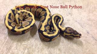 2014 Female Spot Nose Ball Python