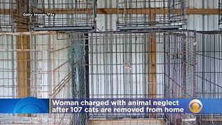 PSPCA: Woman charged with 196 total counts of animal neglect after 107 cats are removed from her hom
