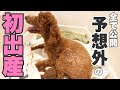 【犬出産シーン】犬の陣痛は痛い⁈出産準備から陣痛出産動画トイプードルブリーダー