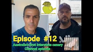 Episode  12 Gloster Canary Australia Michael's birdroom