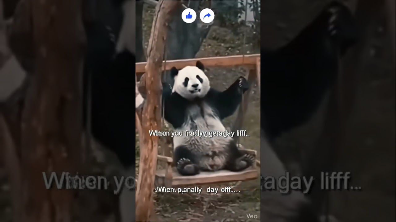 This Panda Just Discovered the Joy of Swings