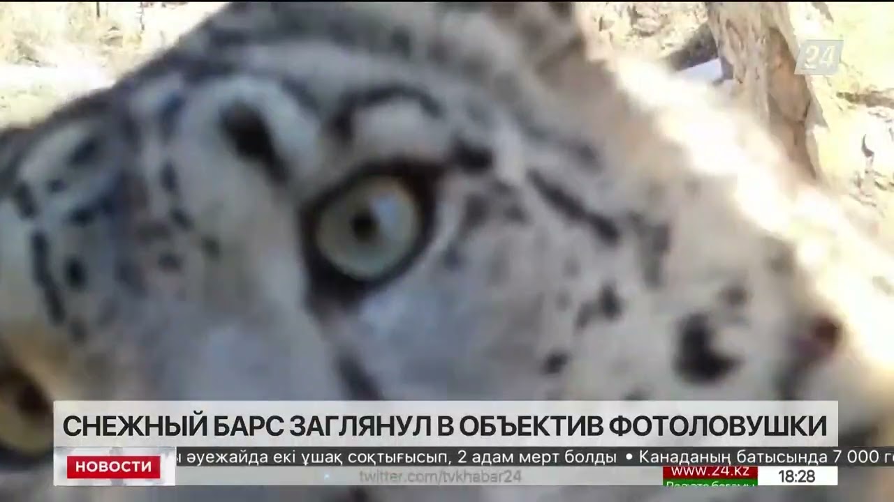 A snow leopard peered into the camera trap lens.