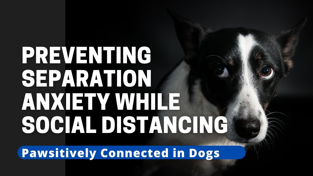 Preventing Separation Anxiety While Social Distancing