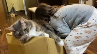 娘からのハグを受け入れ、客人のお出迎えもする猫　ノルウェージャンフォレストキャットA cat that accepts hugs from her daughter. Norwegian.