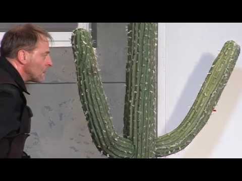 Der Kaktus - YouTube