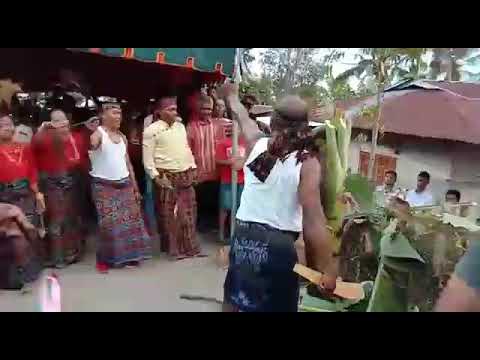 Tarian Adat Sikka: Ro'a Mu'u Wua ( tebang pisang dan pinang), merupakan rangkain acara pernikahan