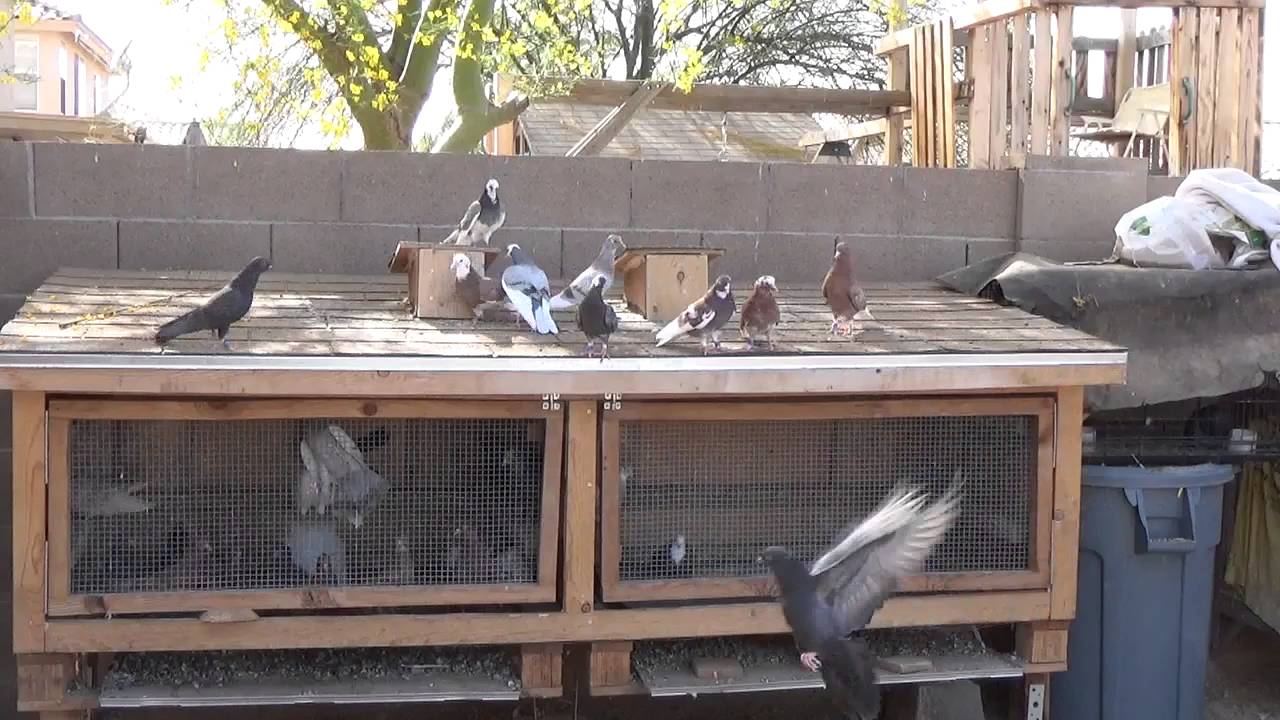 Chacon Loft ( Birmingham Rollers)