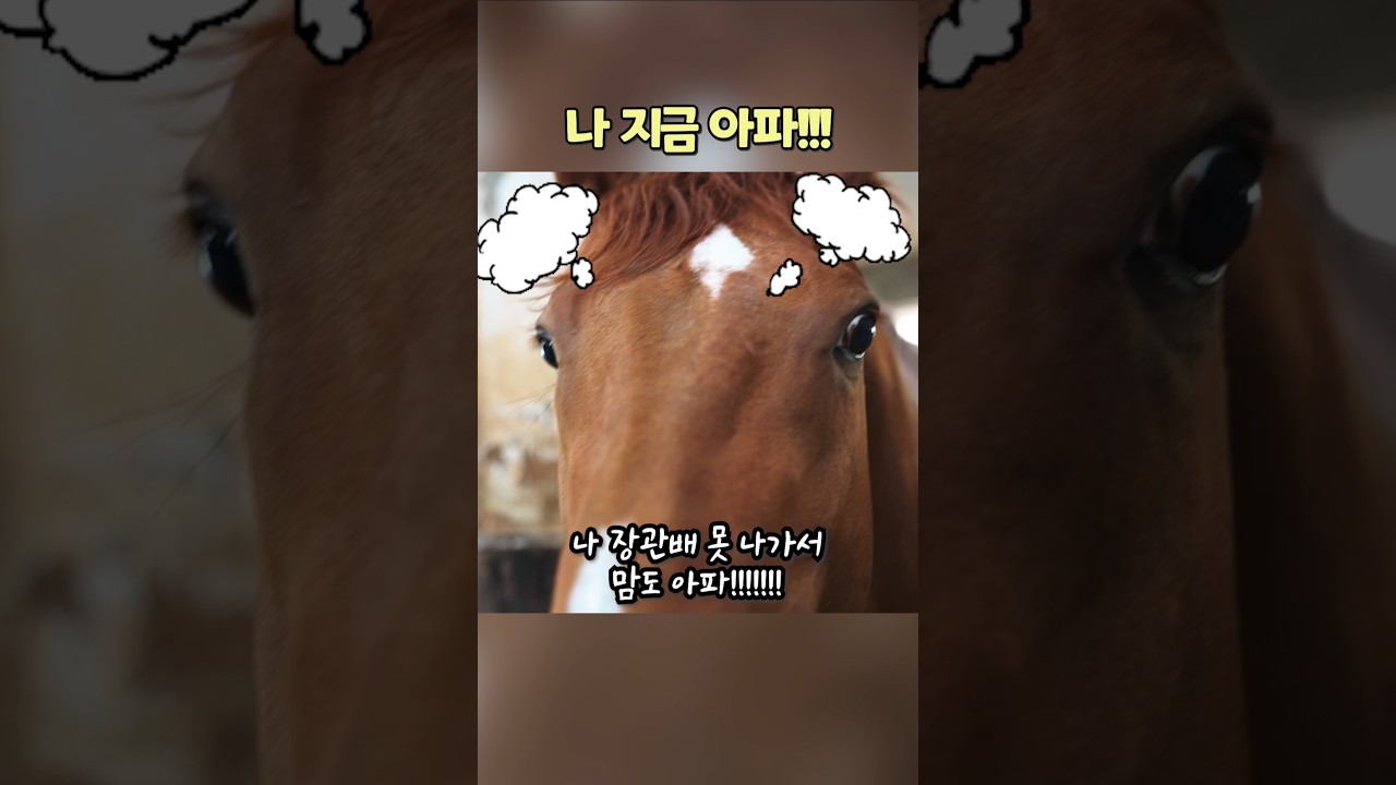 지금 황금어장은? #코리안더비 #우승마 #now