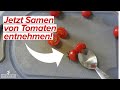 Tomatensamen entnehmen [Welche Pflanzen sich eignen und welche nicht]