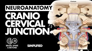 Craniocervical Junction Anatomy \u0026 Embryology: Atlanta-occipital \u0026 Atlanta-axial Junction, Ligaments