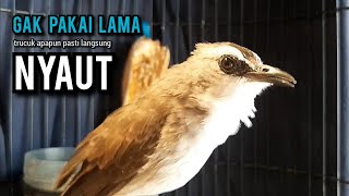 Download Lagu trucukan gacor TARUNG ROPEL PANJANG pancingan trucukan agar bunyi jadikan burung trucuk gacor EMOSI MP3 Download Lagu trucukan gacor TARUNG ROPEL PANJANG pancingan trucukan agar bunyi jadikan burung trucuk gacor EMOSI MP3