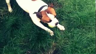 Staffie Playing screenshot 4