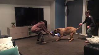 Boerboel Huge Playful Female Boerboel Huge Playful Female