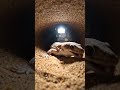 SANDFISH SKINK POV: Beneath the Desert Surface (RAW FOOTAGE)