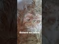 bicheira em ferida de cadela!!