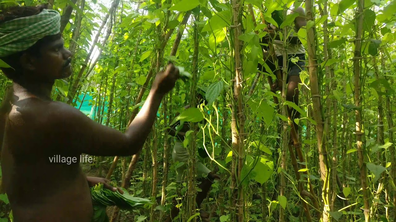 Betel Leaf Garden | How to collect | Organize And sell Betel leaf| how to grow paan | village life