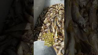 Freshly caught yellow croaker just out of water, bright and lively, full  natural freshness鲜活刚上水小黄鱼