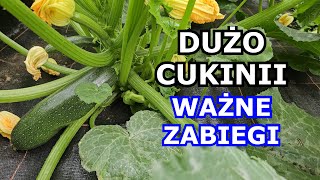 Chcesz mieć DUŻO CUKINII  Wykonuj te Zabiegi  Białe plamy, Podlewanie, Nawożenie, Kwiaty, Uprawa.