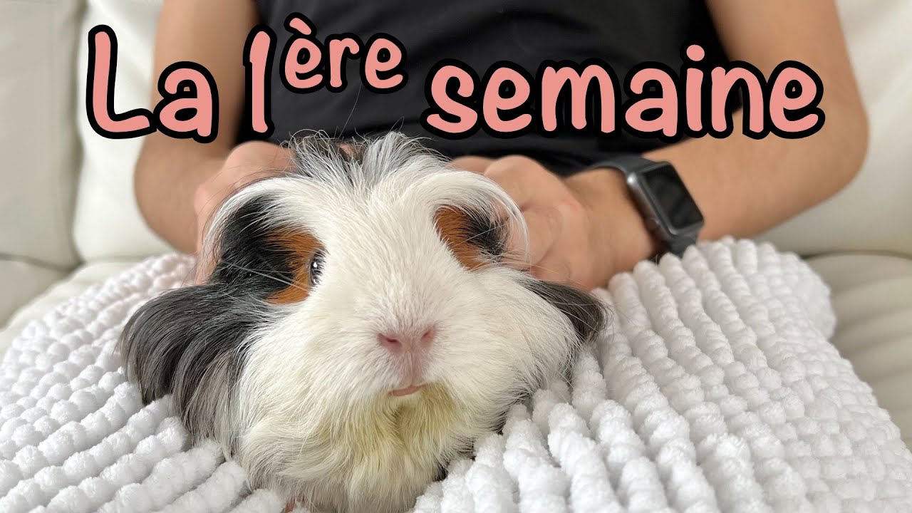 Les premiers jours de l'arrivée de votre cochon d'Inde - Tout ce que vous devez savoir!