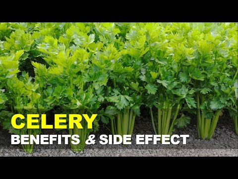 Celery Benefits and Side Effects, Celery Reduces Inflammation and Supports