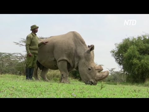 Учёные создали два эмбриона северного белого носорога