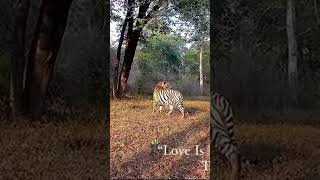🔥 Absolute unit of a Tiger seen hanging out with a Tigress 🔥