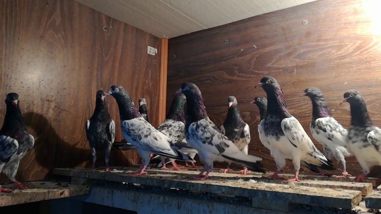 Baghla Teddy Breed of Farrukh Saeed Khan