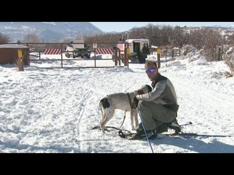tegna news Carbondale man trains for skijoring competition