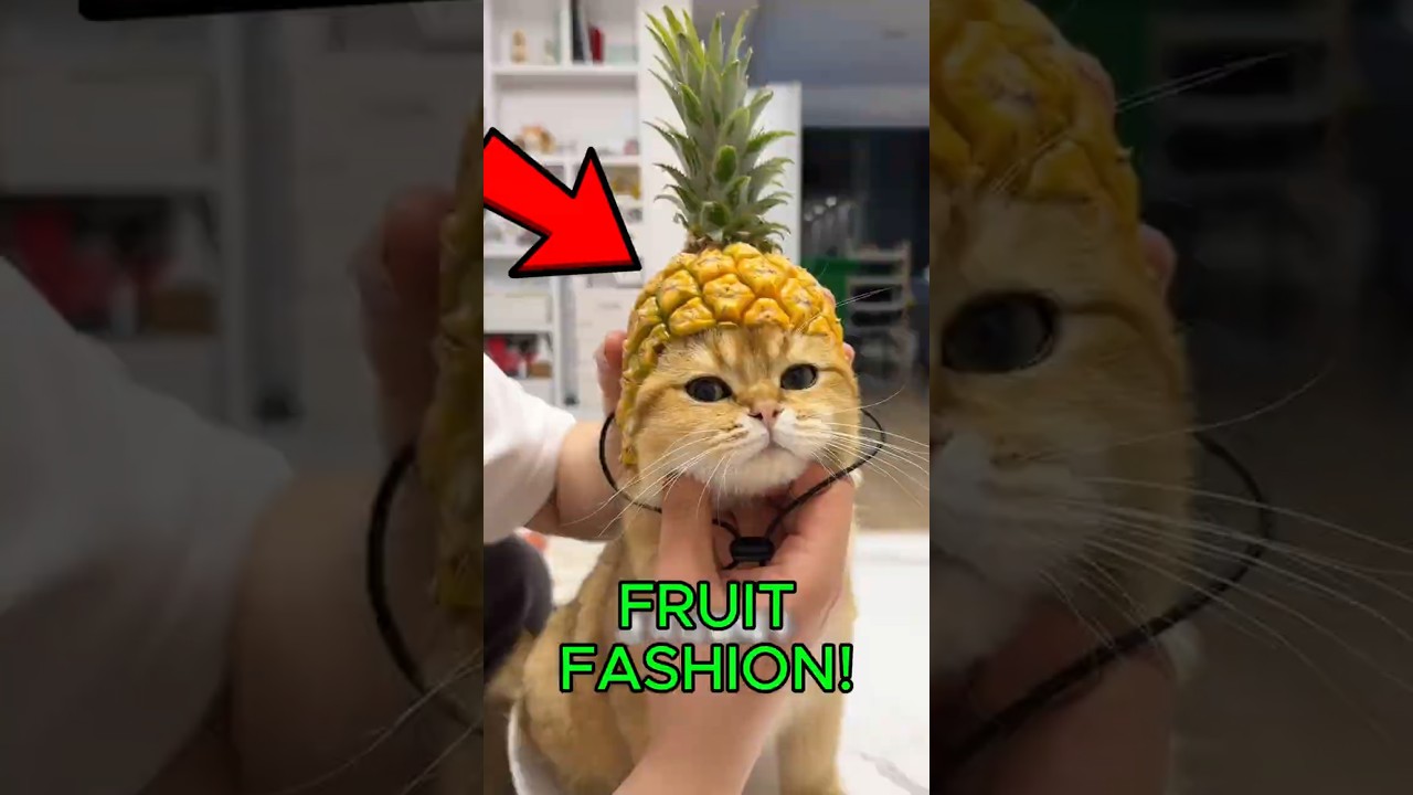 This Cat Owner Made Shoes Out of Fruits and Vegetables… But His Cats Said NO!
