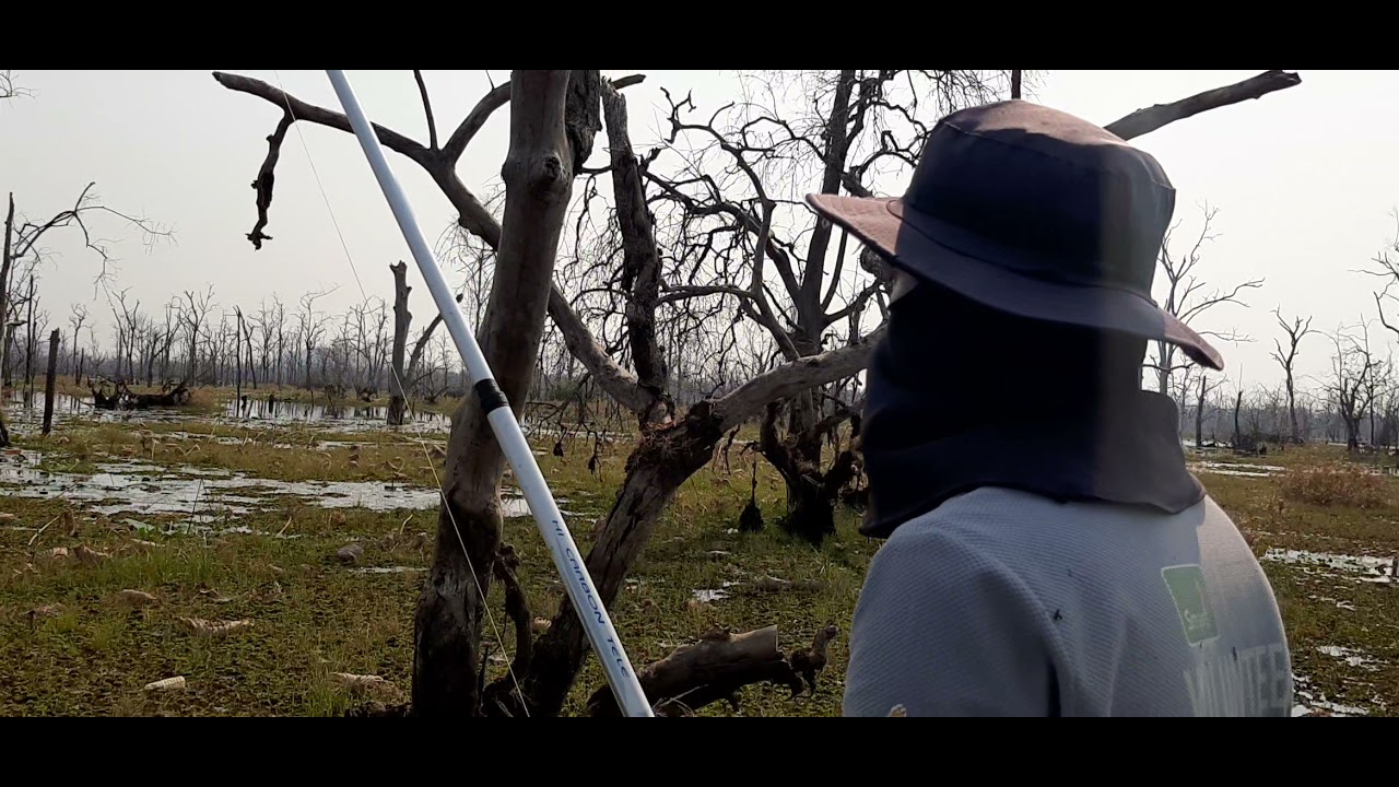 រាងធ្ងន់ដៃហើមក្រលៀន-Giant snakehead