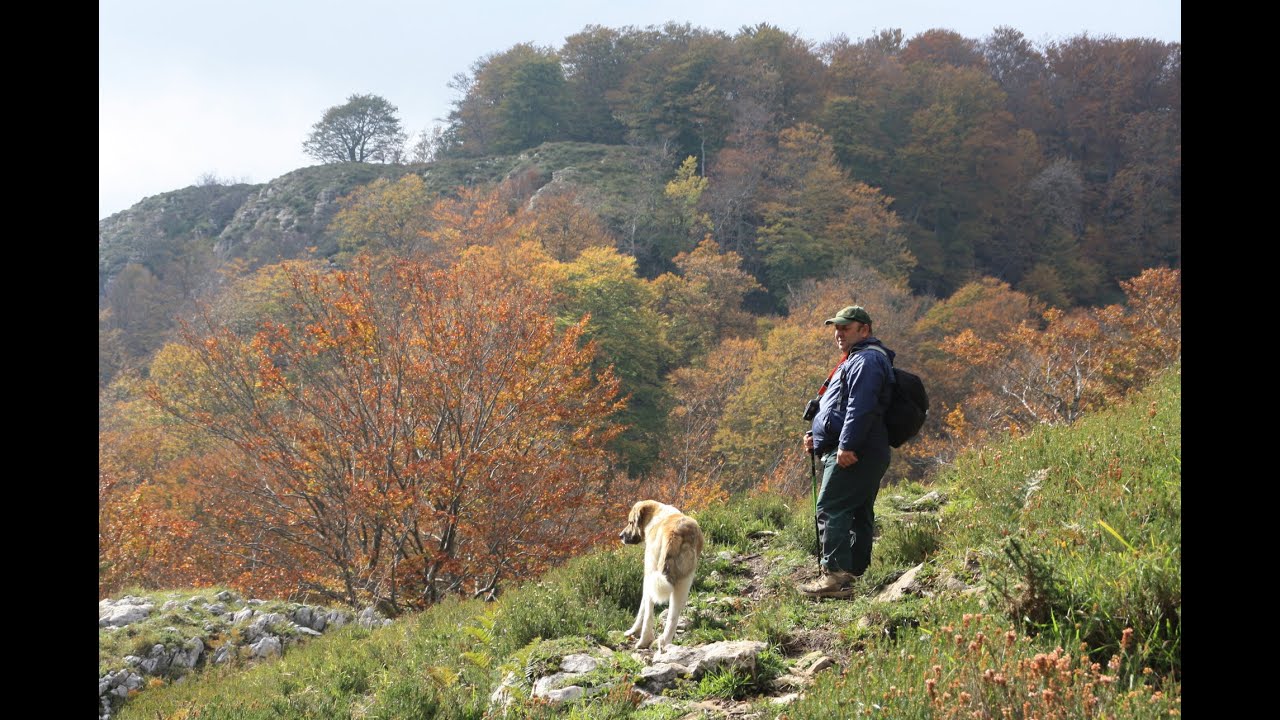 14-10-2015-Los Collados-Fuente la Regada.Alto de Hondojon-Hojon-Los Campanarios-Brenarroman
