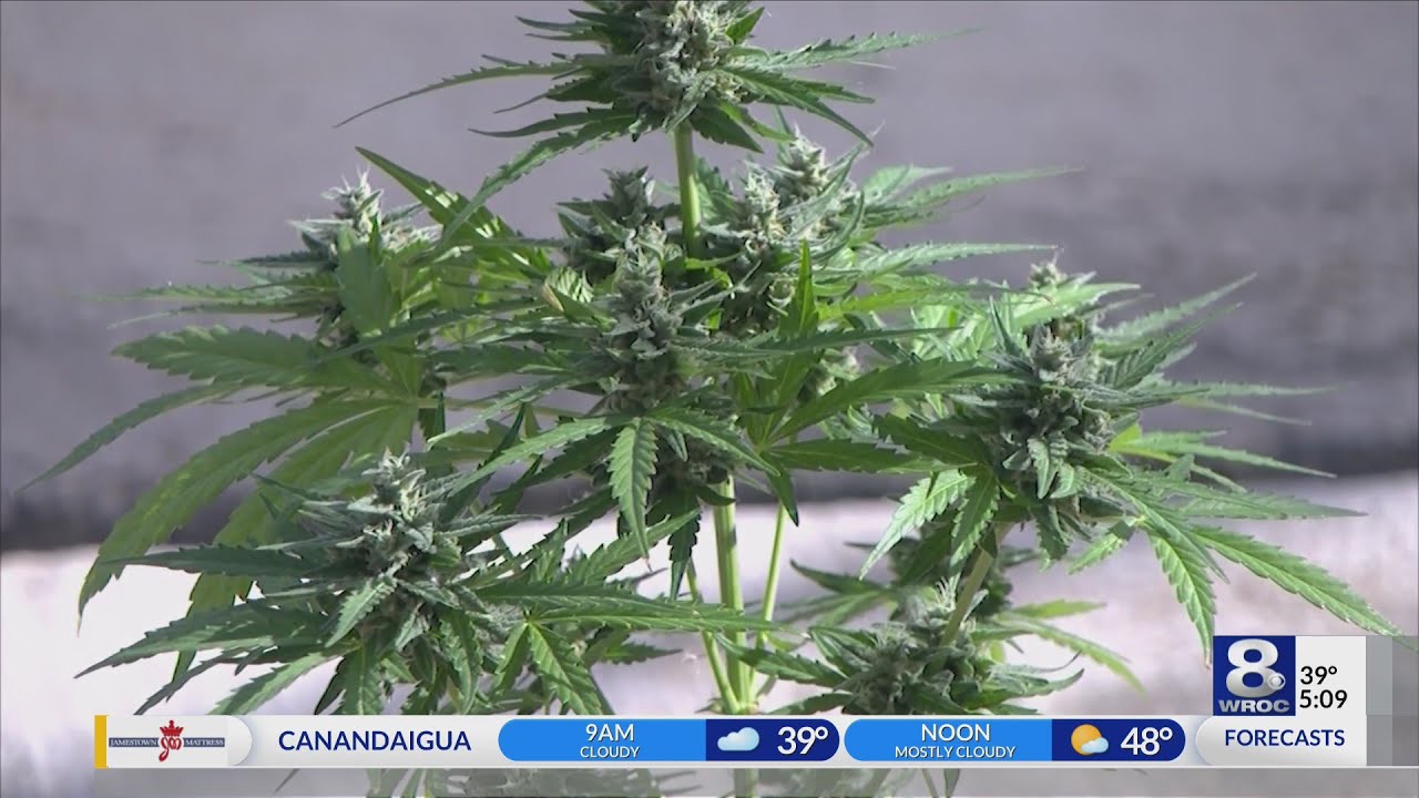 Premiere cannabis networking event held in Victor