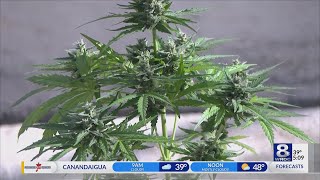 Premiere cannabis networking event held in Victor