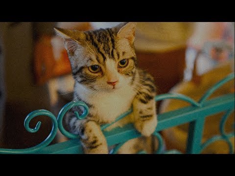 [No Copyright Music] Funny Cat