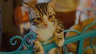 [No Copyright Music] Funny Cat