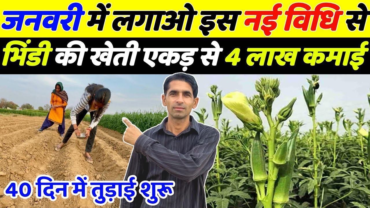 जनवरी में भिण्डी की खेती | Bhindi ki kheti | Ageti bhindi ki kheti kab kare | January me sabji kheti