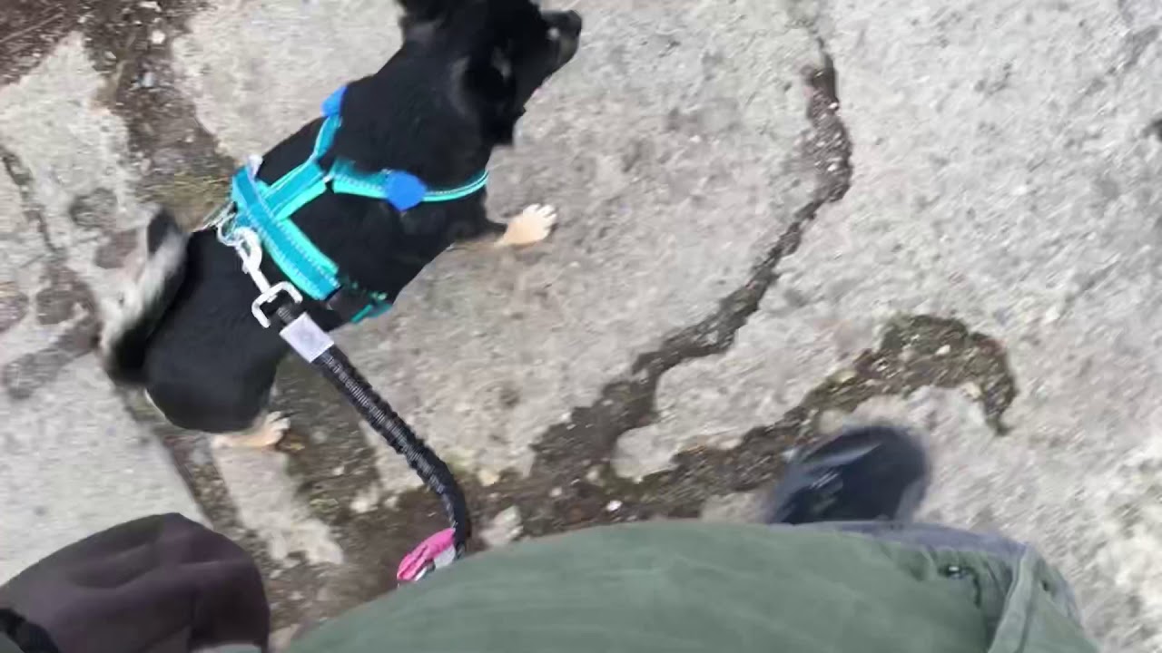 Liebes Hundebuch ... meine Mama ist kriminell! - Maskenpflicht / Corona