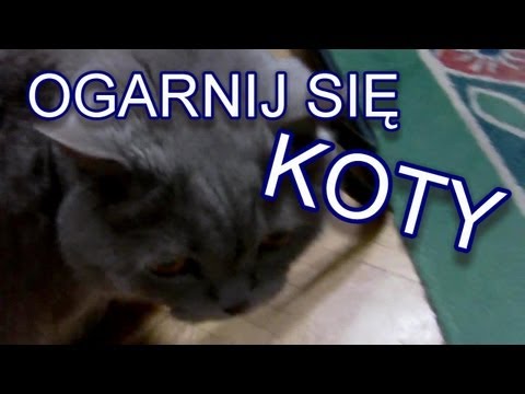 Ogarnij Się - Koty