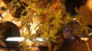 Indoor Medical Marijuana fall 2010