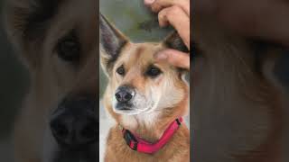 Drawing A Dog Using Pastels - Clairefontaine Pastelmat Paper