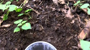 Ethiopia Day 3 - Pitfall traps in the Zhara church forest