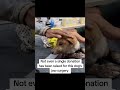 The dog in this image is not just injured—he has a broken jaw #usa #canada #london #fyp #uk