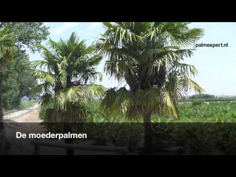 Video: Waar kom palmbome vandaan?